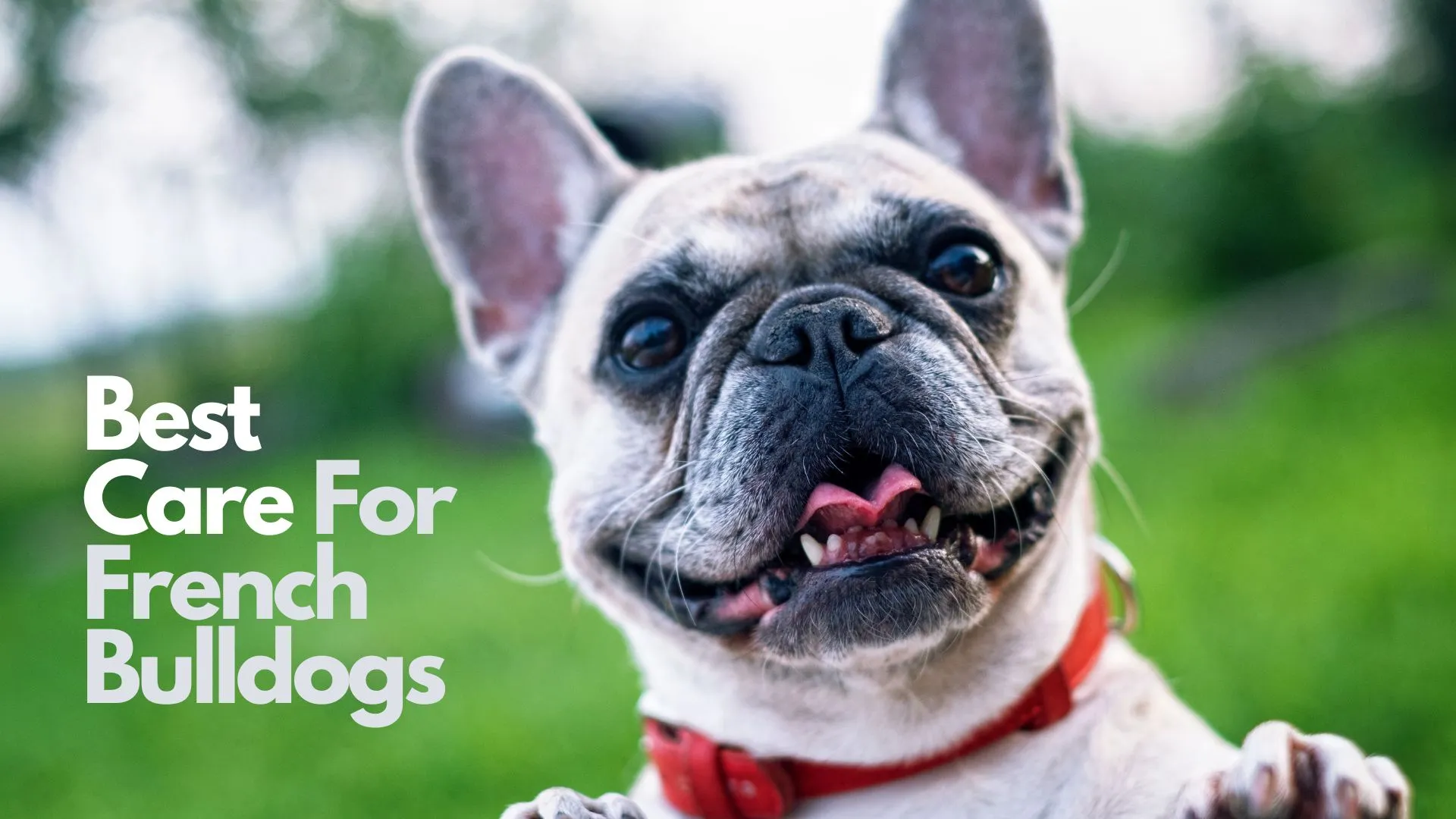 Best Care For French Bulldogs