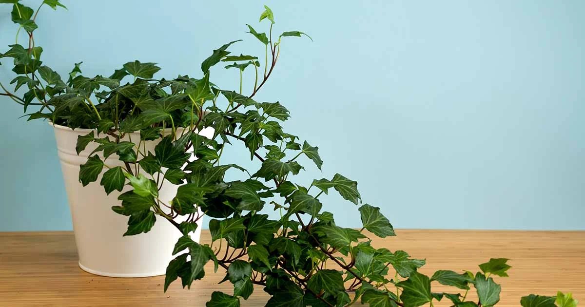  English lvy indoor plants for your health