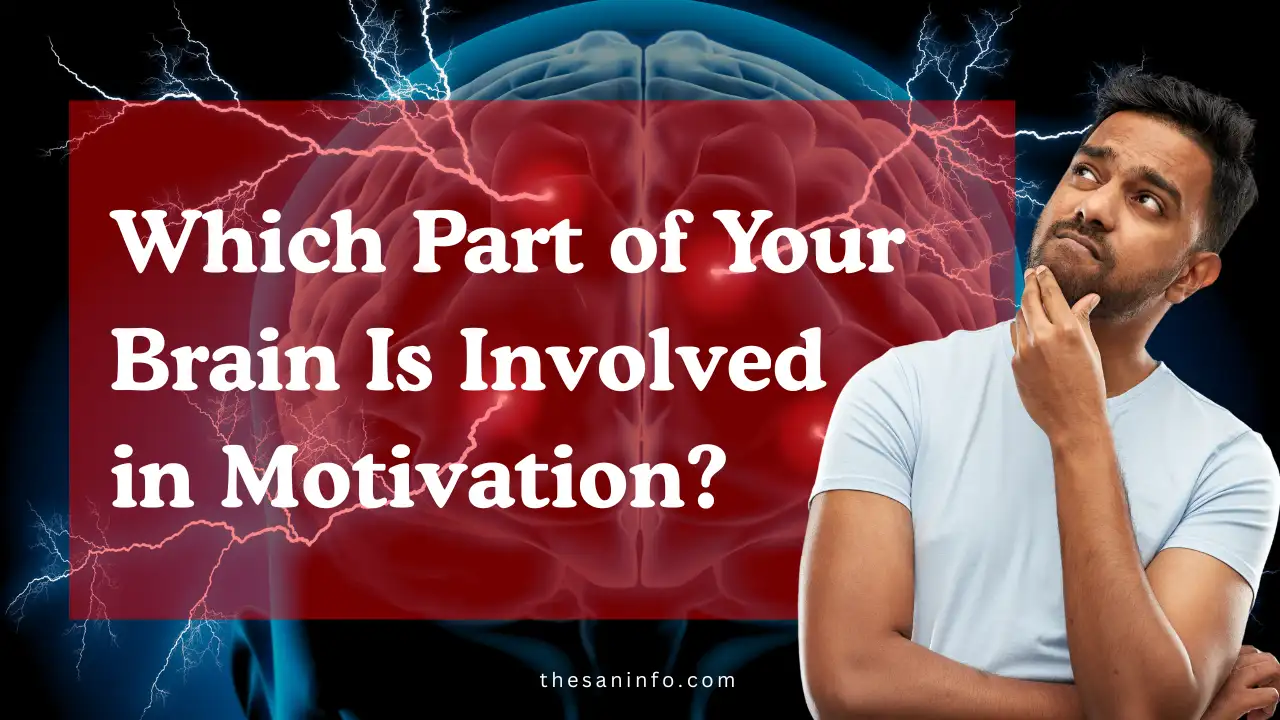 Which Part of Your Brain Is Involved in Motivation